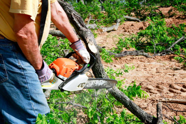 Best Grass Overseeding  in Oak Ridge, FL